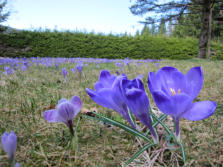Frühling: Blumenwiese mit Krokusse