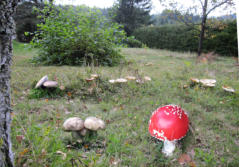 Sommer: Schwammerlwiese im Hausareal